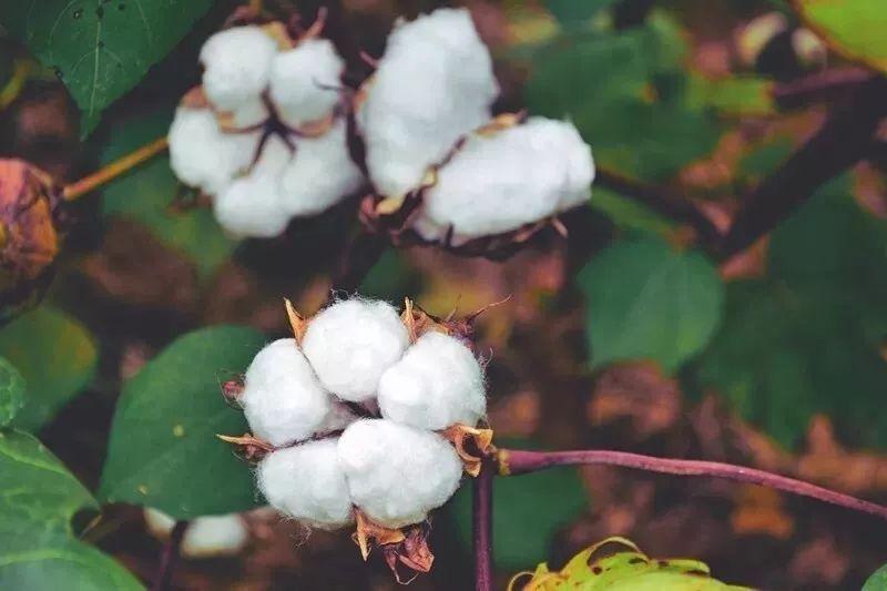 雷火竞技官网医纺